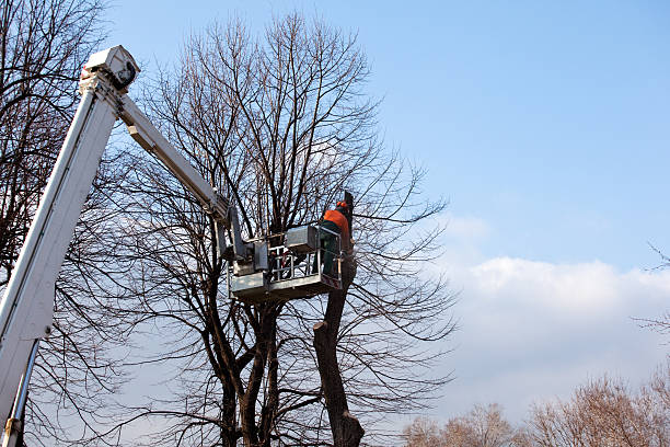 How Our Tree Care Process Works  in  Oak Forest, IL